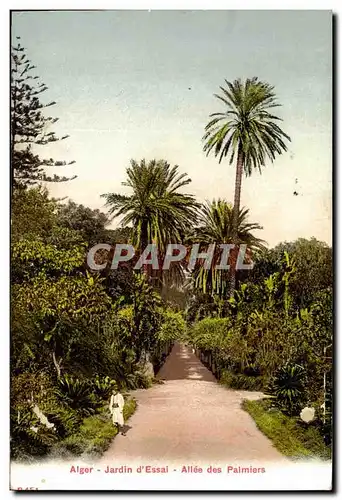 Algerie Alger Ansichtskarte AK Jardin d&#39essai Allees des palmiers