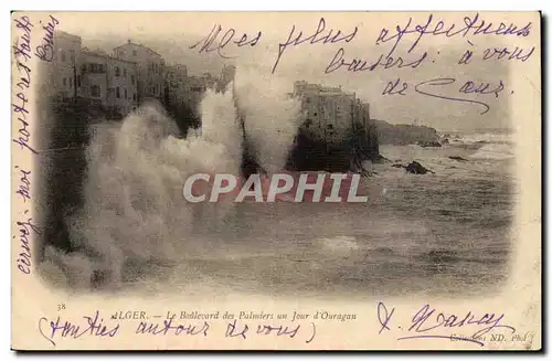 Algerie Alger Cartes postales Le boulevard des Palmiers un jour d&#39ouragan