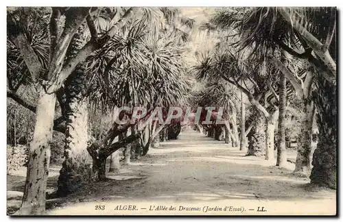 Algerie Alger Ansichtskarte AK L&#39allee des Dracenas (jardin d&#39essai)