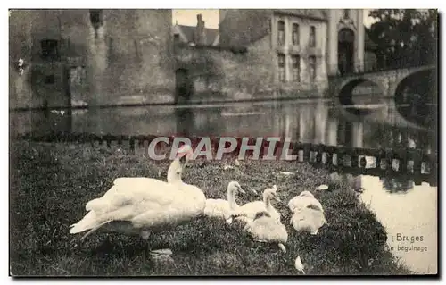 Ansichtskarte AK Belgique Bruges Le beguinage Cygne swan