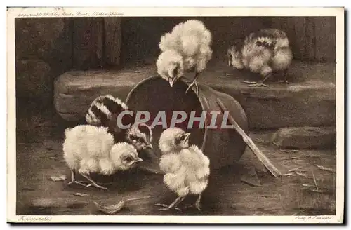 Cartes postales Poussins Chicken oiseau