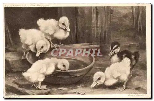 Ansichtskarte AK Canard Canards duck ducks