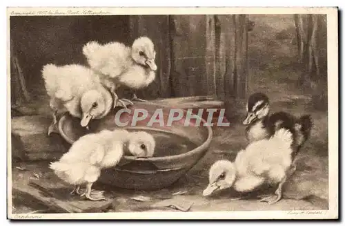 Cartes postales Canard Canards duck ducks