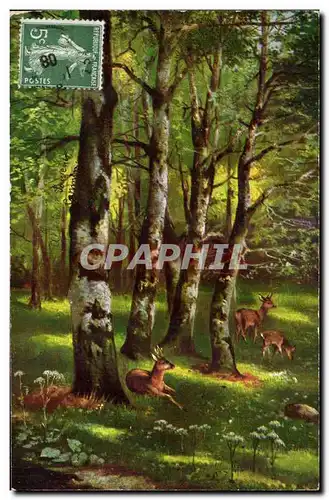 Animaux - Biche - deer - faon - daim - Scene Pittoresque - - Ansichtskarte AK