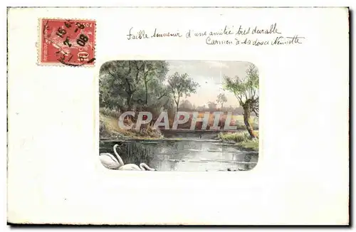 Animaux - Cygne - Swan - Cartes postales