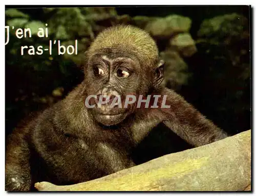 Cartes postales moderne J&#39ean ai ras le bil (singe monkey)