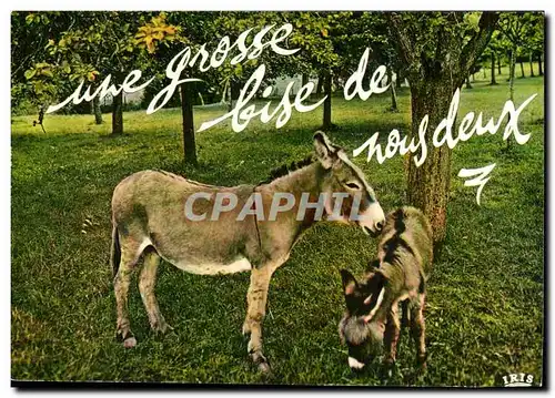 Cartes postales moderne Une grosse bise de nous deux (ane donkey)