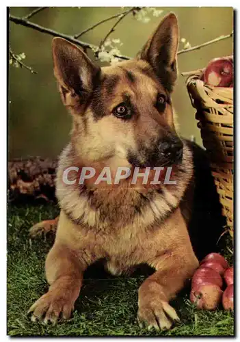 Cartes postales moderne Fantaisie Chien Berger allemand (dog)