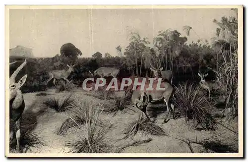 Cartes postales Galeries du duc d&#39Orleans (biches)