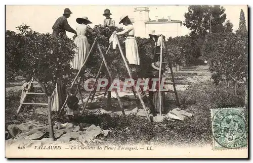 Vallauris Cartes postales La cueillette des fleurs d'orangers TOP