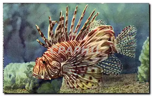Monaco - Aquarium de Monaco - Rascasse Volonte - poisson - Mer tropicales - Cartes postales
