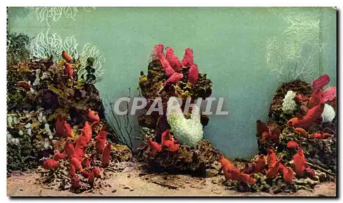 Monaco - Aquarium de Monaco - Seeschneiden - Ascidie - Ascidia - Cartes postales