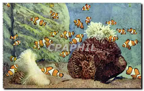 Monaco - Aquarium de Monaco - poisson - Amphiprion Percula - Cartes postales