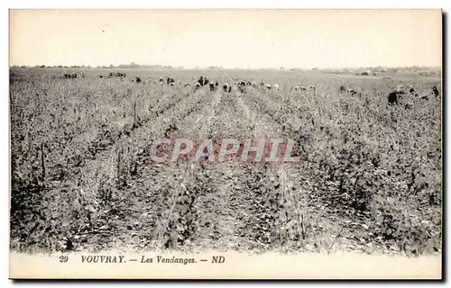 Vouvray - Les Vendages - Cartes postales