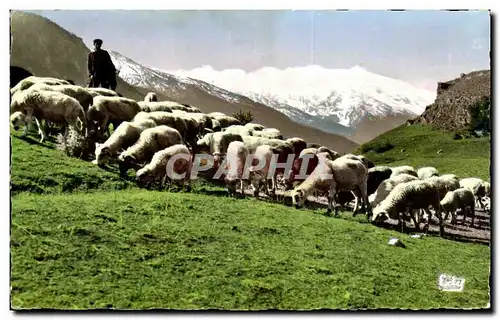 Cartes postales moderne Les hotes de nos montagnes Moutons au paturage dans un cadre ravissant