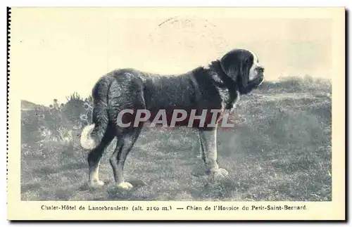 Col du Petit Saint Bernard Ansichtskarte AK Chalet hotel de Lancebranlette Chien de l&#39hospice (dog)