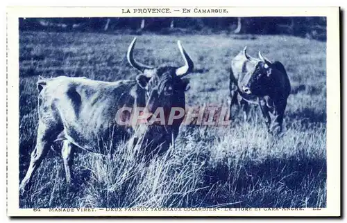 provence En Camargue Ansichtskarte AK Taureaux Manade Viret Deux fameux taureaux cocardiers Le tigre et Cara Anch