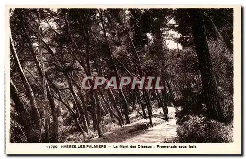 Hyeres les Palmiers - Le Mont des Oiseaux - Promenade sous bois Ansichtskarte AK