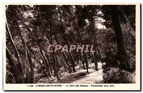 Hyeres les Palmiers - Le Mont des Oiseaux - Promenade sous bois Cartes postales