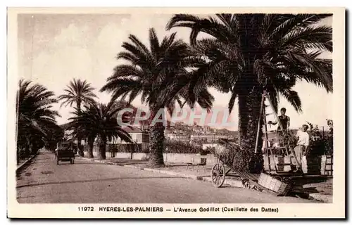 Hyeres les Palmiers - L&#39Avenue Godillot - Cueillettes des Dates Cartes postales