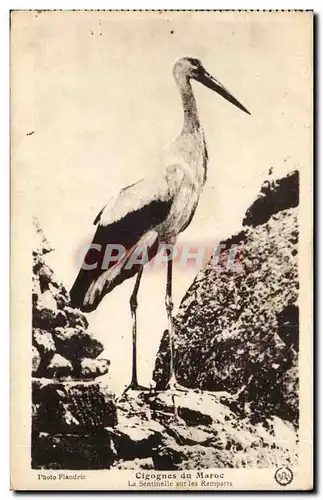 Maroc - Afrique - Africa - Cygognes du Maroc - Sentinelle sur les Remparts - Oiseaux - Ansichtskarte AK