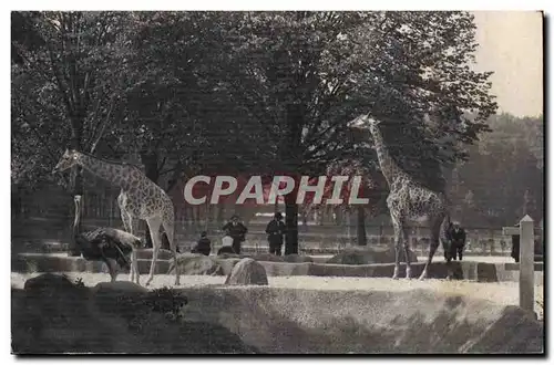 Paris - 12 - Paris Zoologique - Bois de Vincennes - National d&#39Histoire Naturelle - Cartes postales