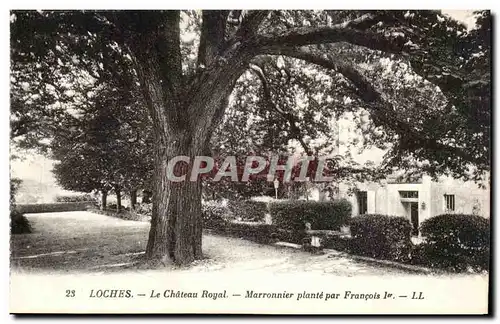 Loches - Le Chateau Royale - Marronnier plante par Francois 1 - Ansichtskarte AK