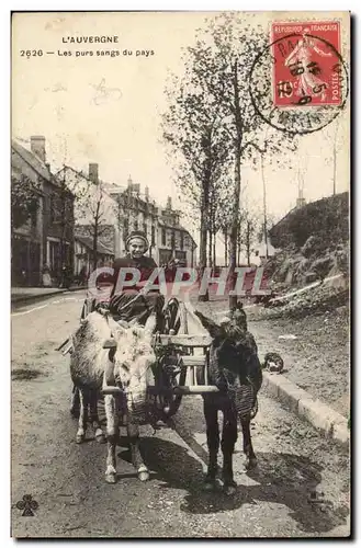 Cartes postales Auvergne Les purs sangs du pays Ane donkey TOP