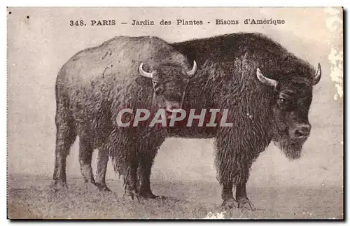 Paris - 5 - Jardin des Plantes - Bison d&#39Amerique - Buffalo Ansichtskarte AK