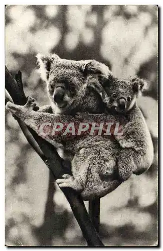 Paris - 8 - Comite National de l&#39Enfance - Femelle Koala et son Petit - 51 Avenue Franklin Roosev