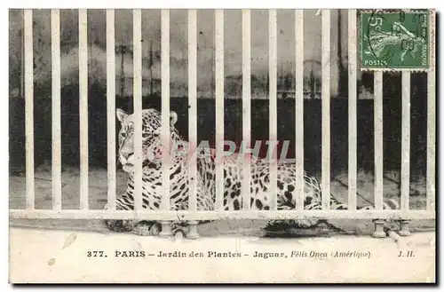 Paris - 5 - Jardin es Plantes - Jaguar - Chat - cat Felin - Cartes postales