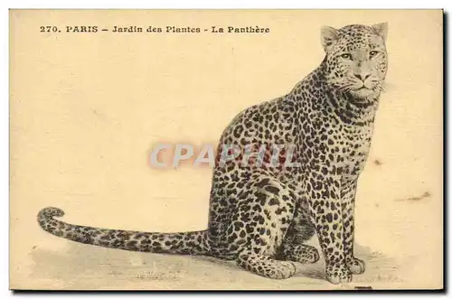 Paris 5 - Jardin des Plantes - La Panthere - Panther - Chat - Cat - Ansichtskarte AK