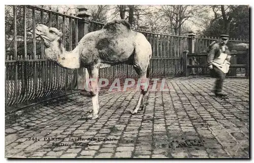 Paris 5 - Jardin des Plantes - Le Dromadaire - Camel - Chameau - Ansichtskarte AK