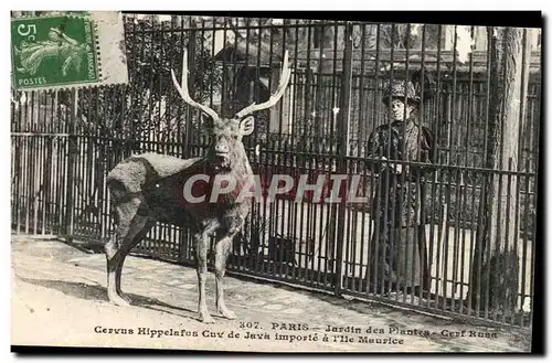 Paris - 5 - Jardin des Plantes - Cerf Rusa - deer Ansichtskarte AK