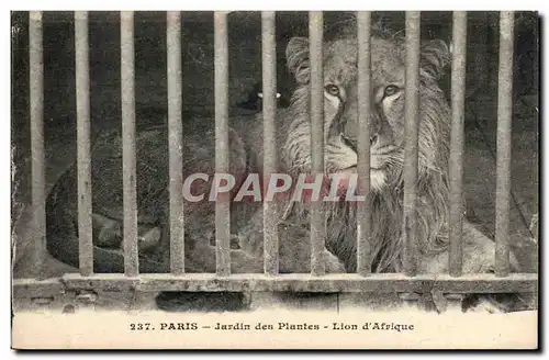 Paris - 5 - Jardin des Plantes - Lion d&#39Afrique - Cartes postales