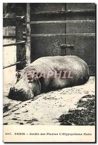 Paris - 5 - Jardin des Plantes - L&#39Hippopotame Kako - Cartes postales