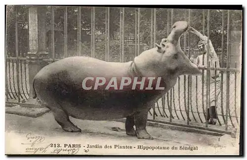 Paris - 5 - Jardin des Plantes - Hippopotame de Senegal - Ansichtskarte AK