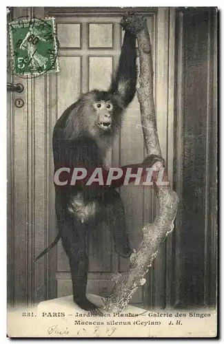 Paris - 5 - Jardin des Plantes - Galerie des Singes - Macacus silenus - Ceylan - monkey - Ansichtskarte AK