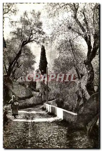 Cartes postales Le chemin sous les oliviers