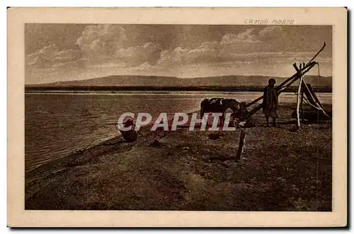 Israel - La Mer Morte - Totes Meer - The Dead Sea - Vache - Cow - Cartes postales