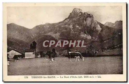 Thonon les Bains - La Dent d&#39Oche - vache - cow alt 2434 m - Cartes postales