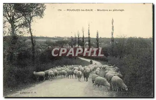 Pougues les Eaux - Moutons au Paturage - sheep - Cartes postales