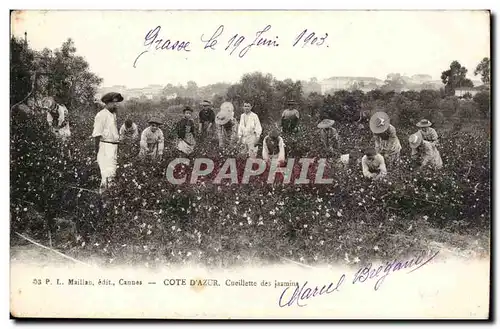 Grasse - Cote d&#39Azur - Cueillette des Jasmines - Cartes postales TOP