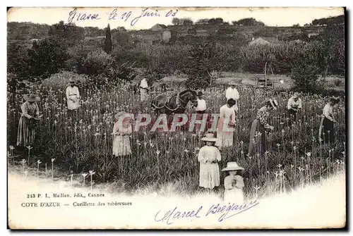 Grasse - Cote d&#39Azur - Cueillette des Tubereuses - enfant - Cartes postales TOP