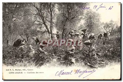 Grasse - Cote d&#39Azur - Cueillette des Roses - Cartes postales