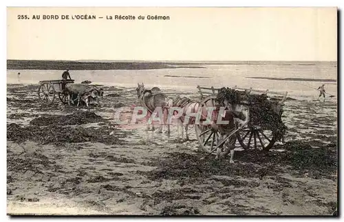 Au bord de l'ocean Cartes postales La recole de goemon TOP