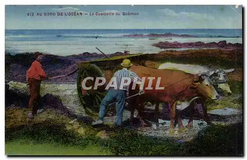 Au bord de l&#39ocean Cartes postales La cueillette du goemon