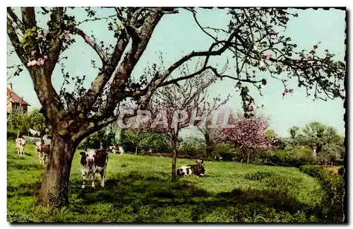 la Normandie Cartes postales moderne Au printemps (vaches)