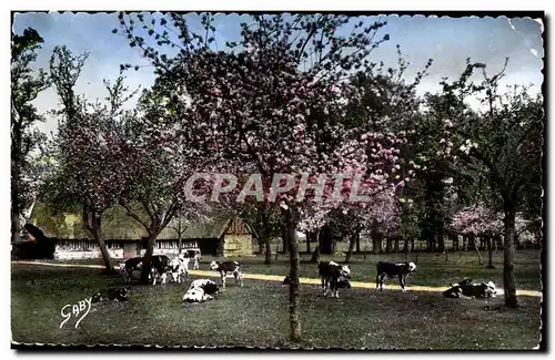 La Normandie Ansichtskarte AK La sieste (vaches)