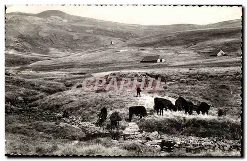 Cartes postales moderne Le plomb du CAntal &#39alt 1887m) Un paturage (vaches)